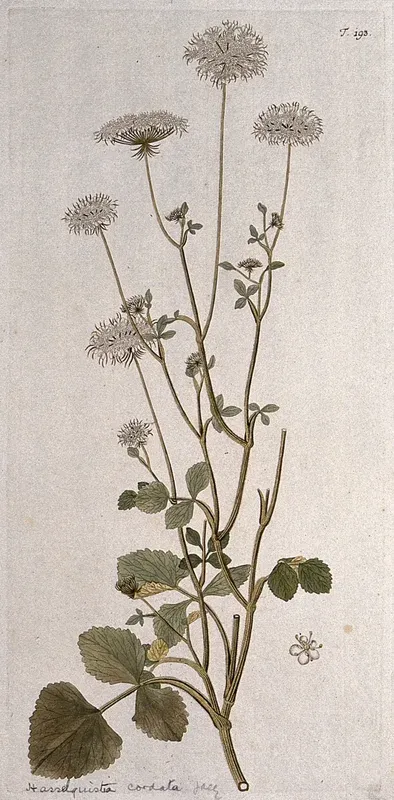 Tordylium cordatum: flowering stem with separate flower