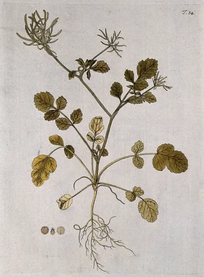 Tordylium syriacum L.: entire flowering and fruiting plant with separate fruit