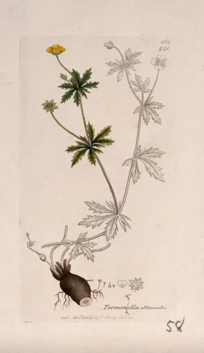 Tormentil (Potentilla erecta): flowering stem, rhizome and floral segments