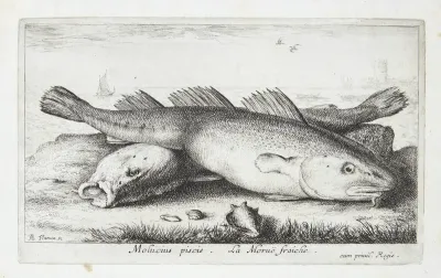 Torsk (Molucius Piscis)