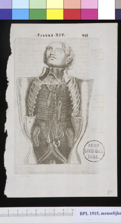 Torso and abdomen, interior view
