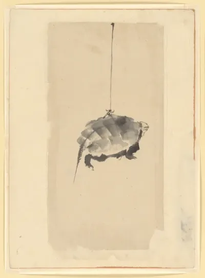 Tortoise Suspended By String