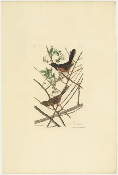 Towee Bunting