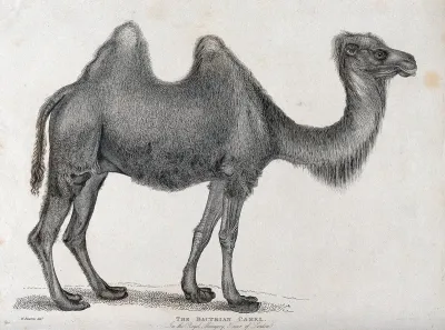Tower of London, Royal Menagery: a Bactrian camel
