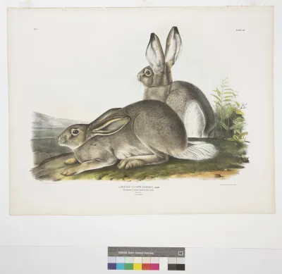 Townsend's Rocky Mountain hare