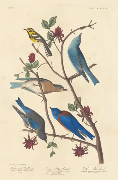Townsend's Warbler, Arctic Blue Bird and Western Blue Bird