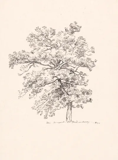 Træ ved Fredensborg