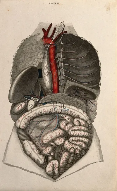 Trachea and lungs: four figures with blood-vessels and nerves indicated in red and blue