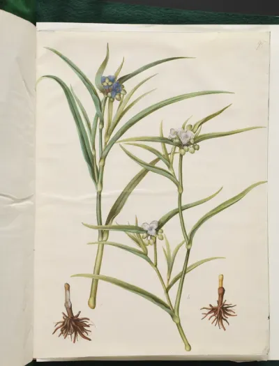 Tradescantia virginiana eller Tradescantia ohiensis (blomsterjøde eller ohio-blomsterjøde)