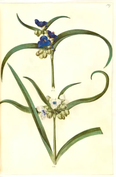 Tradescantia virginiana or Tradescantia ohiensis