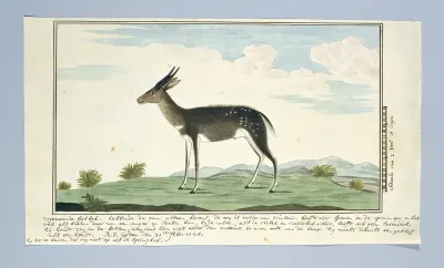 Tragelaphus scriptus (Bushbuck)
