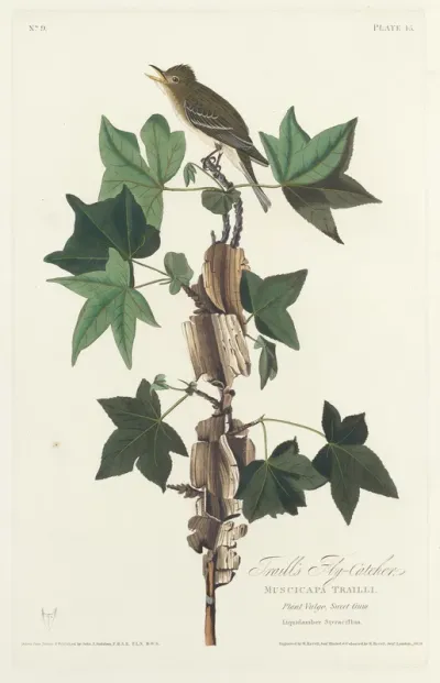Traill's Flycatcher