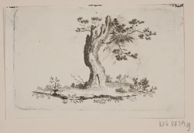 Træbul
