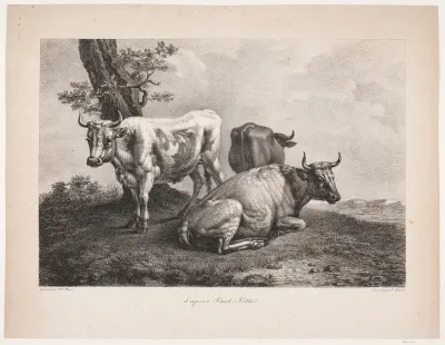 Tre køer