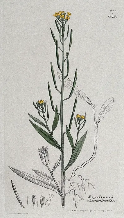 Treacle mustard plant (Erysimum cheiranthoides): flowering stem, root and floral segments