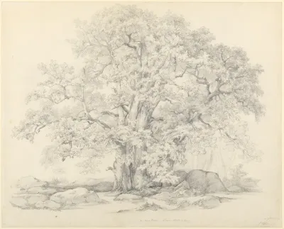 Tree and Rocks in the Forest of Fontainebleau