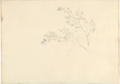 Tree branches (Smaller Italian sketchbook, leaf 30 recto)
