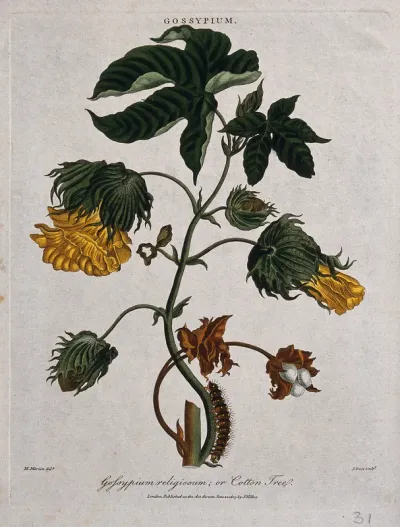 Tree cotton (Gossypium arboreum): flowering and fruiting stem with caterpillar