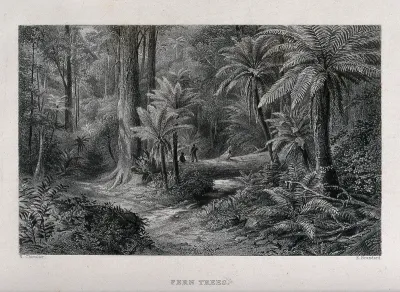 Tree-ferns in an Australian forest with two hunters in the distance