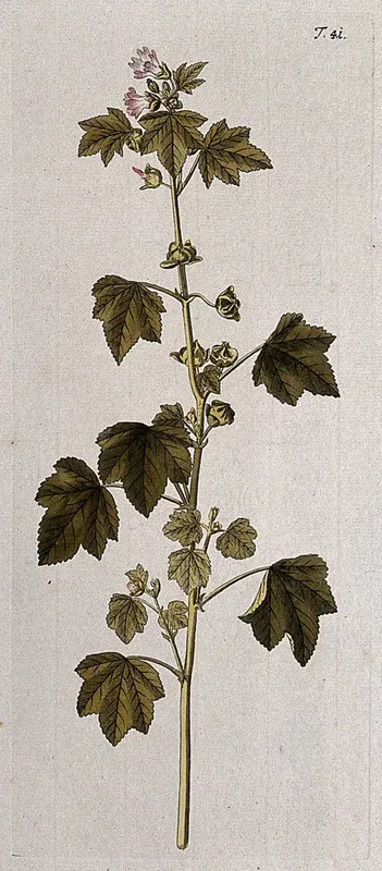 Tree mallow (Lavatera arborea L.): flowering and fruiting stem