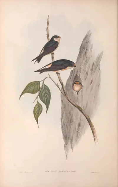 Tree Martin