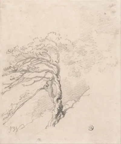Tree on a Hillside