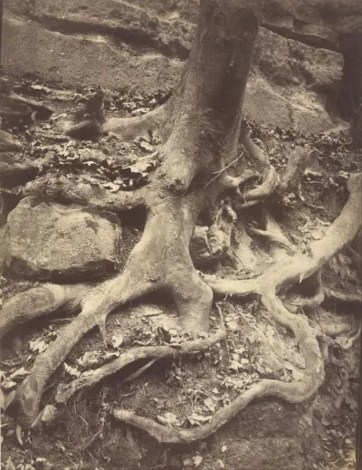 Tree Roots, Saint Cloud