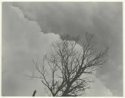 Tree Set 3