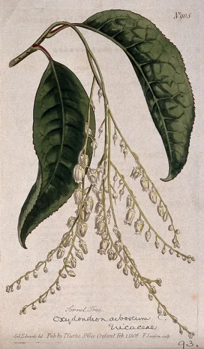Tree sorrel or sourwood (Oxydendrum arboreum): flowering stem