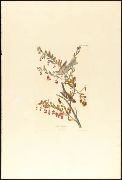 Tree Sparrow