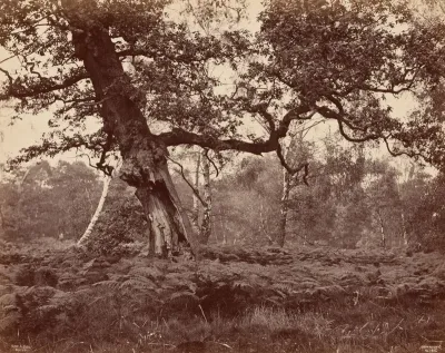 Tree Study