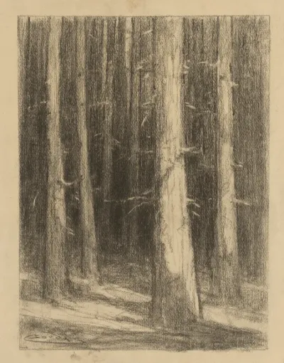 Tree Stumps