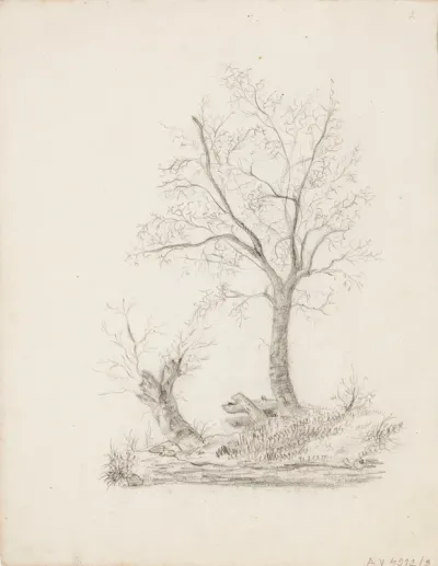 Trees