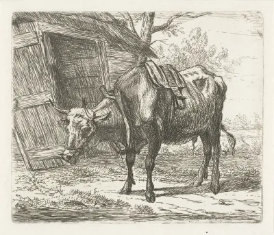 Trekos met juk voor de stal