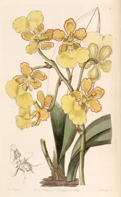 Trichocentrum bicallosum