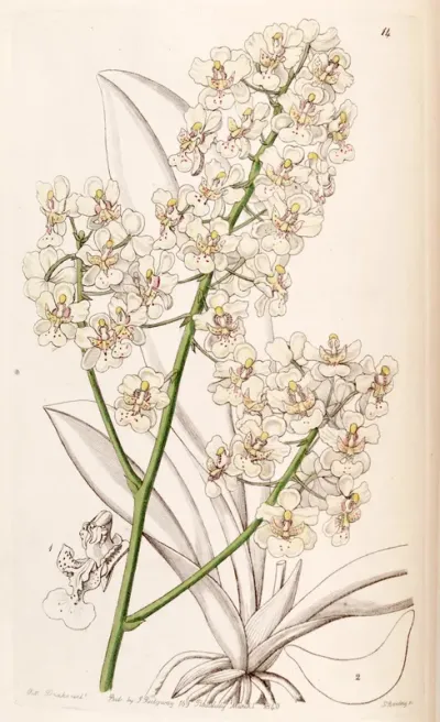 Trichocentrum stramineum