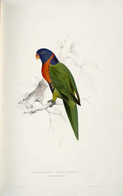 Trichoglossus Rubritorquis Scarlet