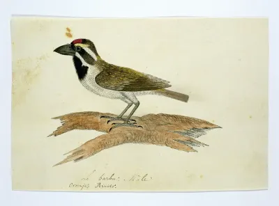 Tricholaema leucomelas (Acacia pied barbet)