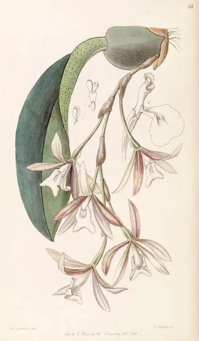 Trichopilia Laxa (as syn. Pilumna Laxa)