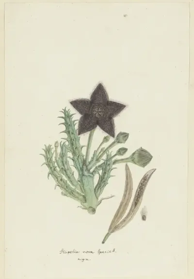 Tridentea gemmiflora (Masson) Haw.(Stapelia gemmiflora)