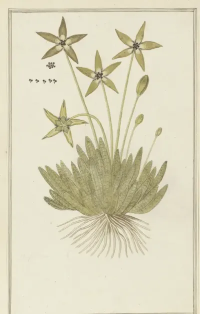 Tridentea pedunculata (Masson) L.C. Leach