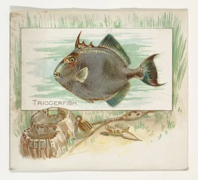 Triggerfish, from Fish from American Waters series (N39) for Allen & Ginter Cigarettes