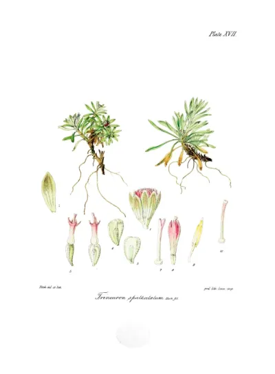 Trineuron spathulatum