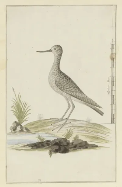 Tringa nebularia (Common greenshank)