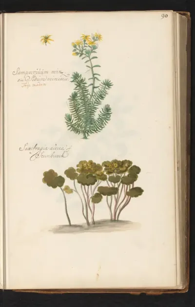 Tripmadam (Sedum rupestre) en steenbreek (Saxifraga)