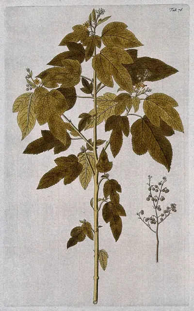 Triumfetta semitrilobata Jacq.: flowering and fruiting stem with separate fruiting stem