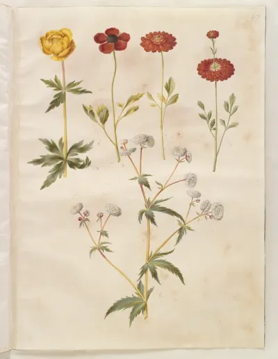 Trollius europaeus (europæisk engblomme); Ranunculus asiaticus (have-ranunkel); Ranunculus aconitifolius (sølvknap-ranunkel)