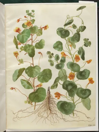 Tropaeolum minus (lille blomsterkarse)