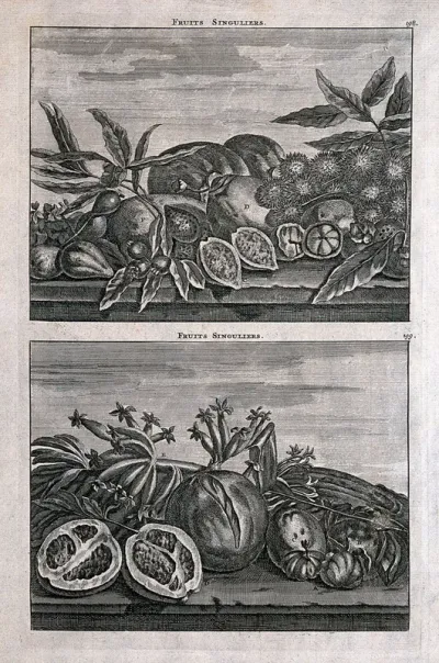 Tropical fruits, including guava, custard apple, lemon, pompelmous and plantain bananas