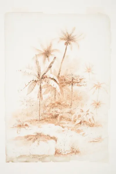 Tropical Vegetation, Loyalty Islands
